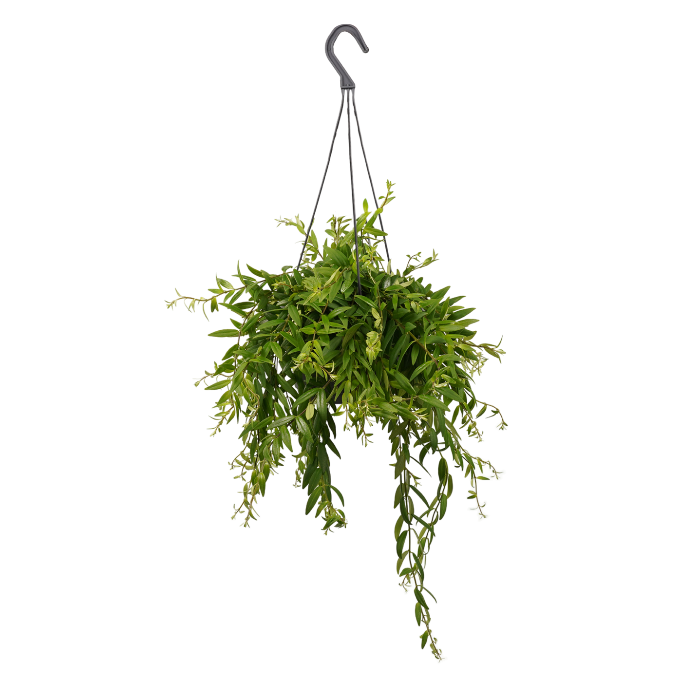 Schamblume (Aeschynanthus Japhrolepsis) - Nachhaltige Zimmerpflanzen kaufen Botanicly Foto 1