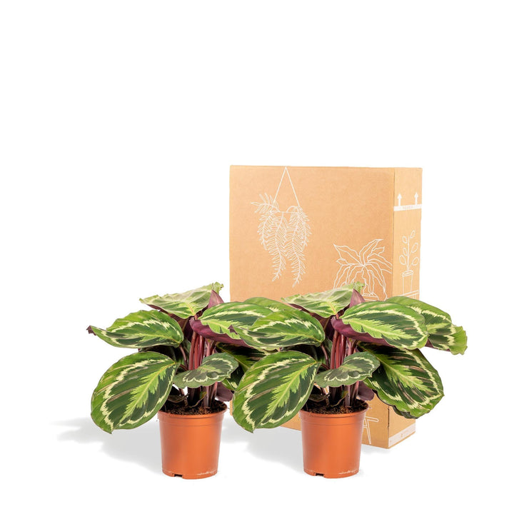 Schattenpflanzen-Duo - 2x Calathea Medallion - 40cm hoch, ø14cm - Zimmerpflanze - Schattenpflanze - Luftreinigend-Plant-Botanicly