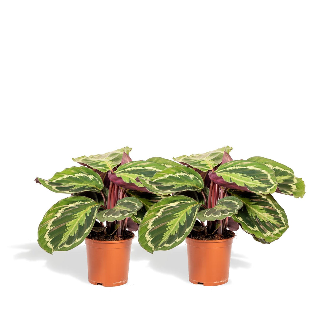 Schattenpflanzen-Duo - 2x Calathea Medallion - 40cm hoch, ø14cm - Zimmerpflanze - Schattenpflanze - Luftreinigend-Plant-Botanicly