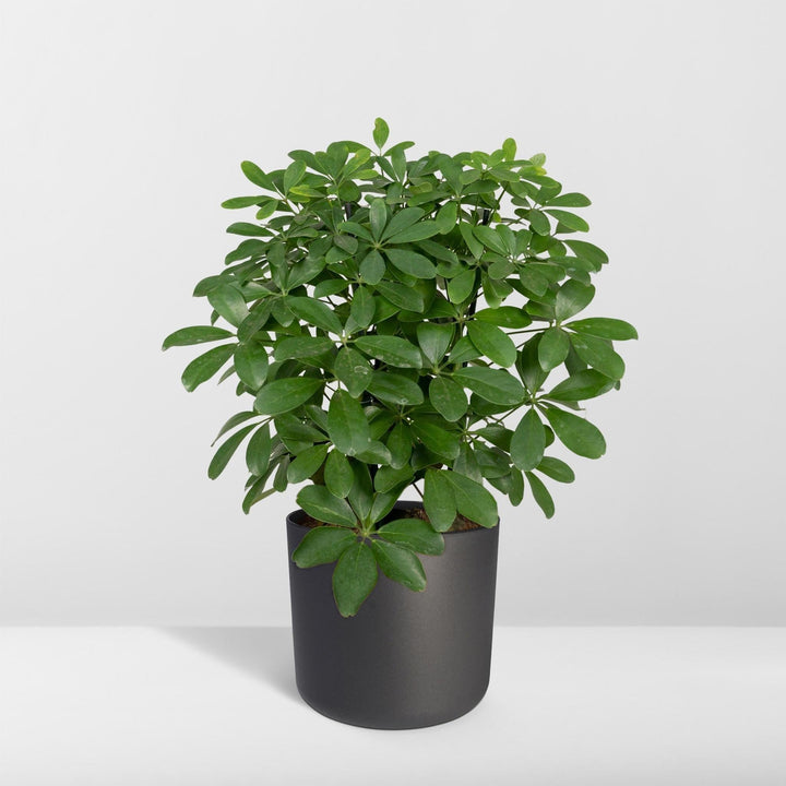 Schefflera Nora - Fingerpflanze - 50cm - Ø21-Plant-Botanicly