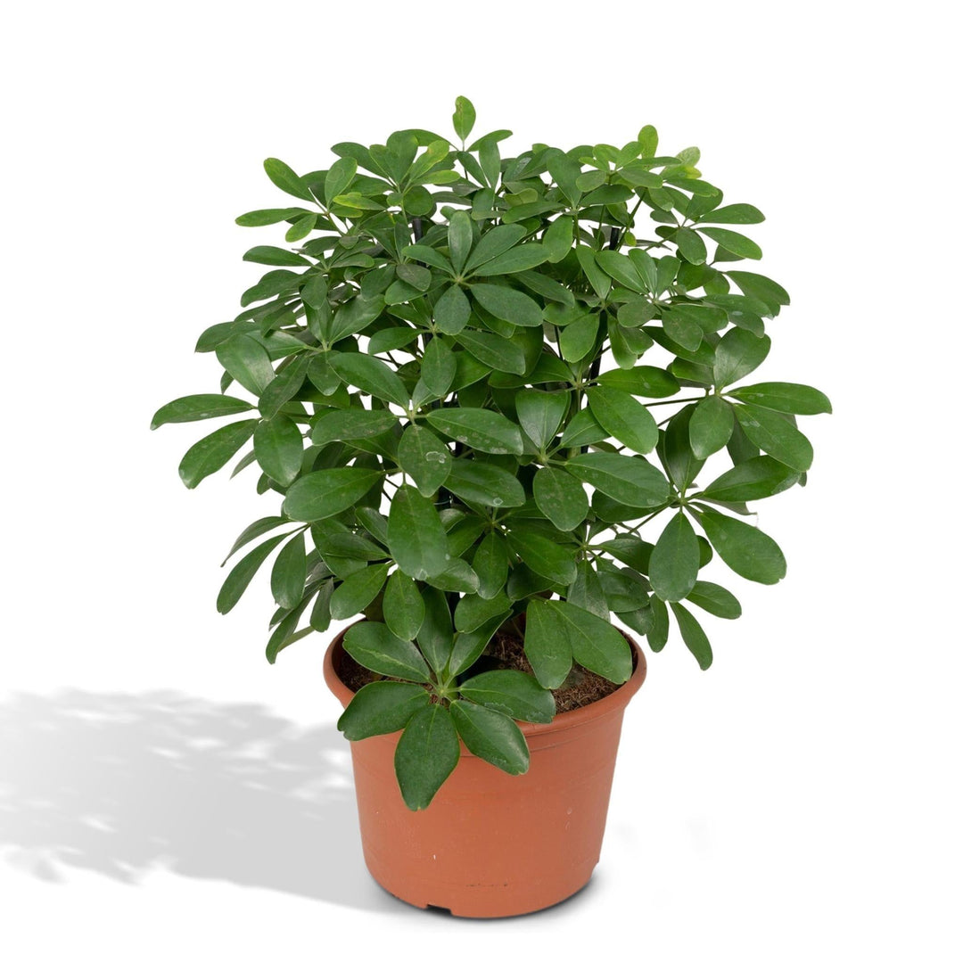 Schefflera Nora - Fingerpflanze - 50cm - Ø21-Plant-Botanicly
