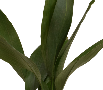 Schusterpalme (Aspidistra elatior) - Nachhaltige Zimmerpflanzen kaufen Botanicly Foto 2