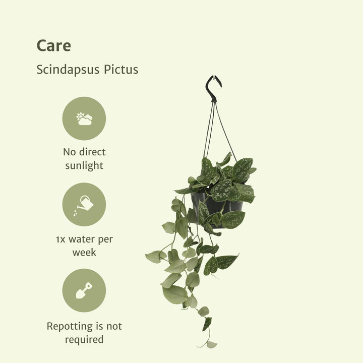 Scindapsus Pictus - Epipremnum - 25cm - Ø15-Plant-Botanicly