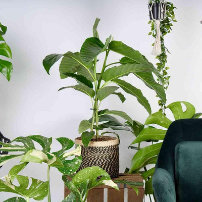 Soft Rebel (Ficus benghalensis Roy) - Nachhaltige Zimmerpflanzen kaufen Botanicly Foto 2