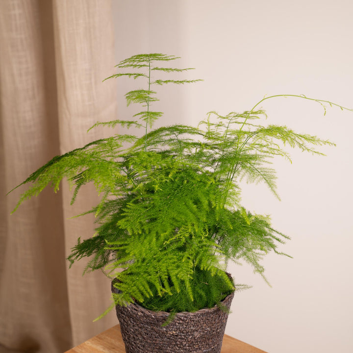 Spargel Plumosus - Zierspargel - 35cm - Ø12-Plant-Botanicly