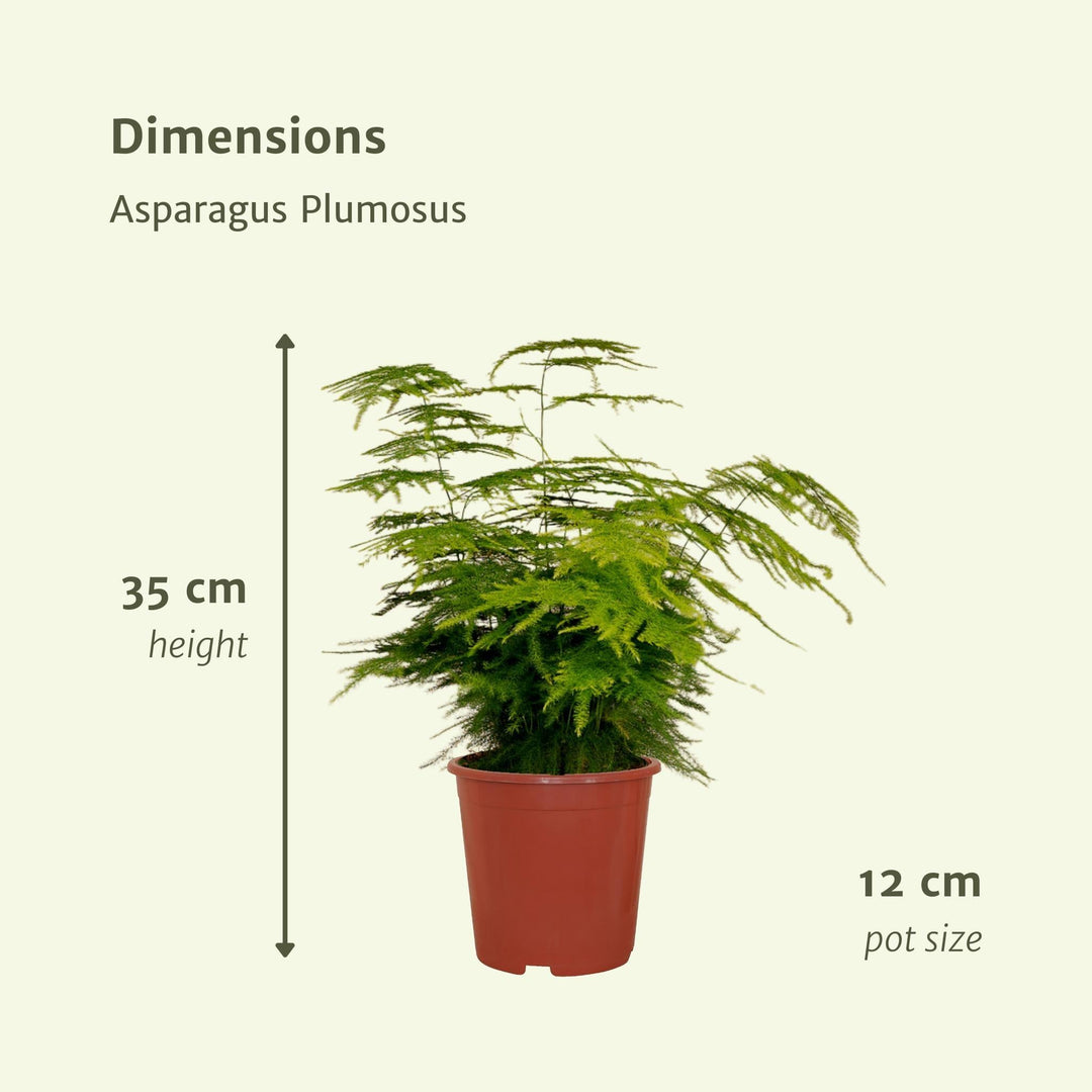 Spargel Plumosus - Zierspargel - 35cm - Ø12-Plant-Botanicly