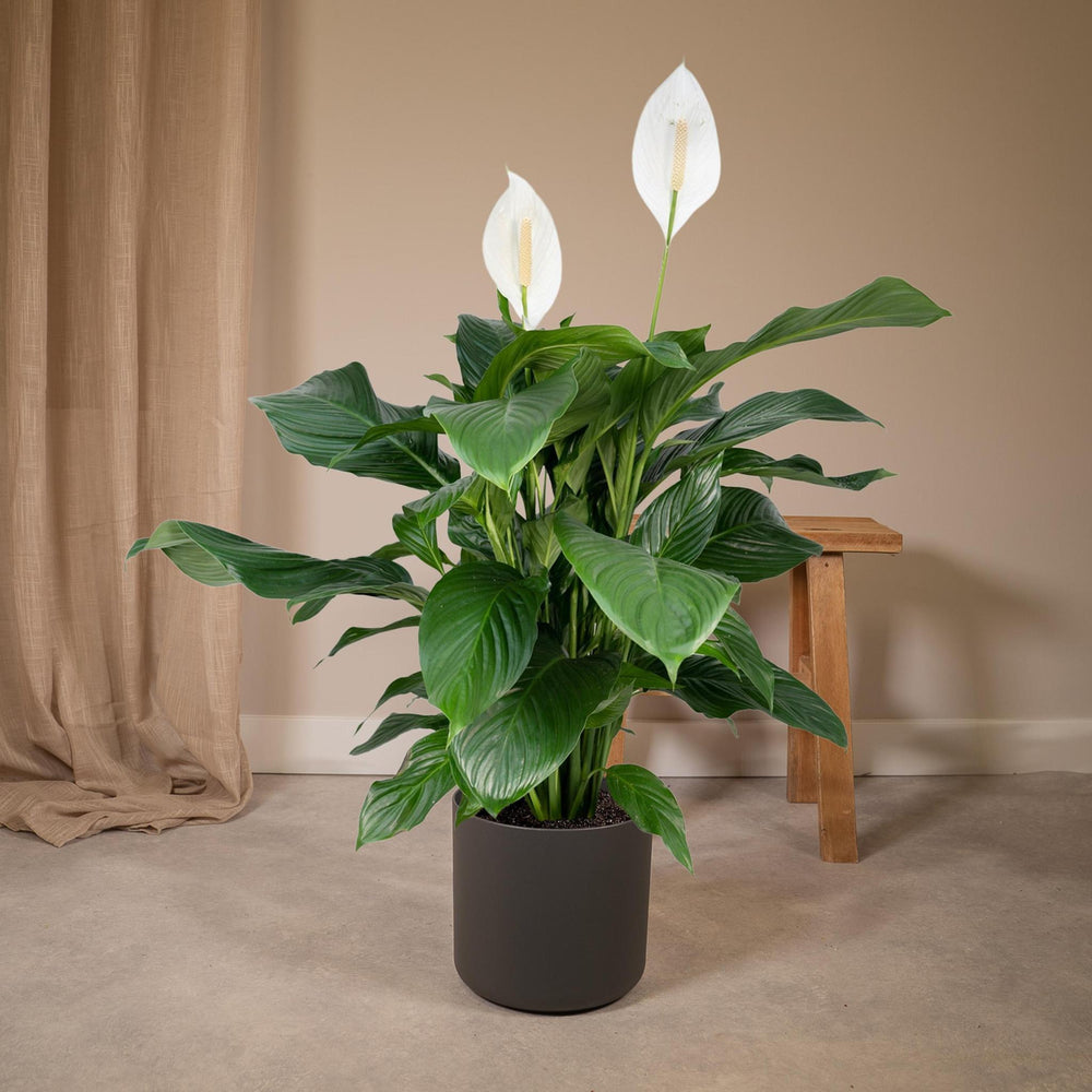 Spathiphyllum - 80cm - ø19-Plant-Botanicly