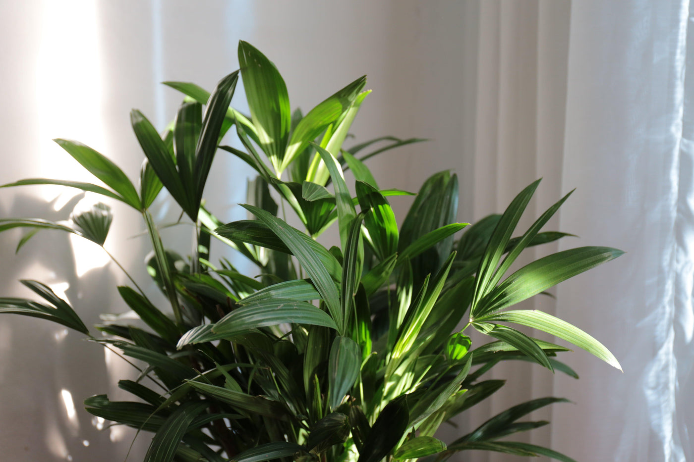 Steckenpalme (Rhapis Excelsa) - Nachhaltige Zimmerpflanzen kaufen Botanicly Foto 2