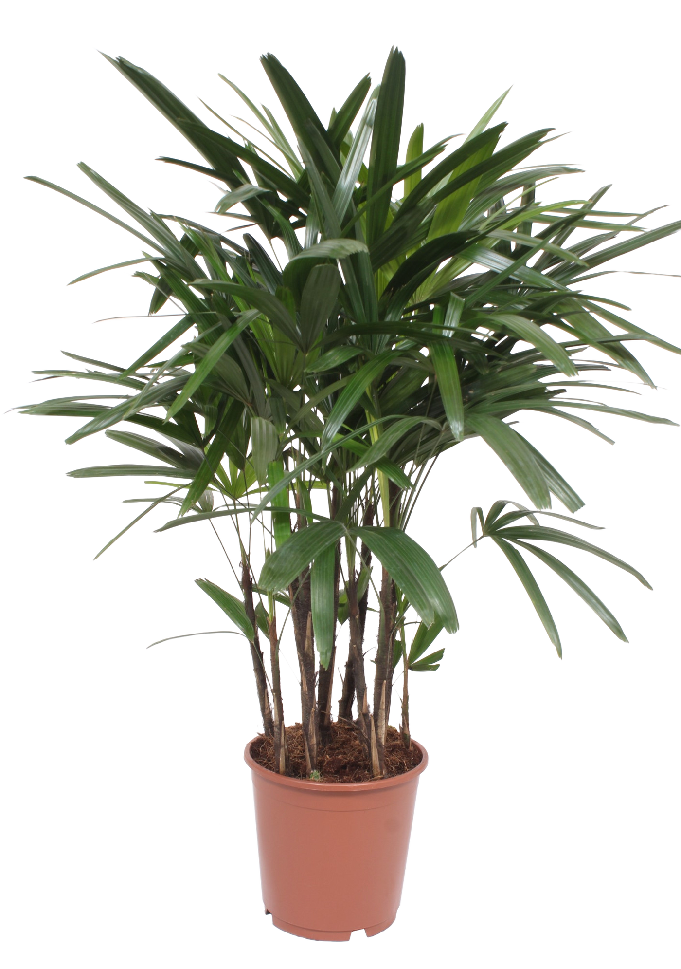Steckenpalme (Rhapis Excelsa) - Nachhaltige Zimmerpflanzen kaufen Botanicly Foto 1