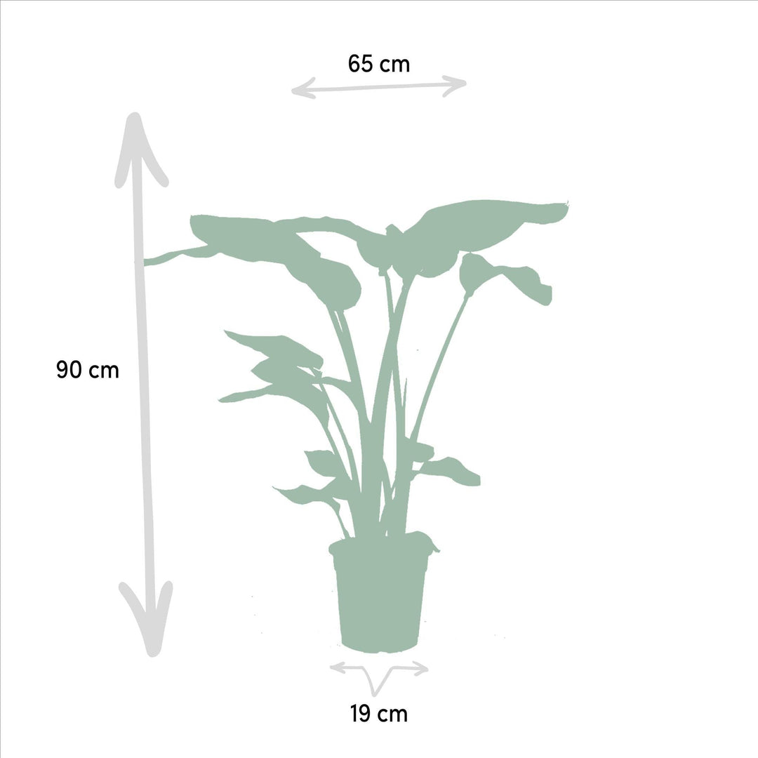 Strelitzia Nicolai - ↨85cm,Ø19cm - Alocasia Macrorrhiza - ↨70cm,Ø19cm-Plant-Botanicly
