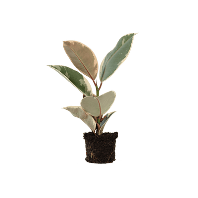 Sweet Rebel Jr. (Ficus elastica Tineke plantje) - Nachhaltige Zimmerpflanzen kaufen Botanicly Foto 1