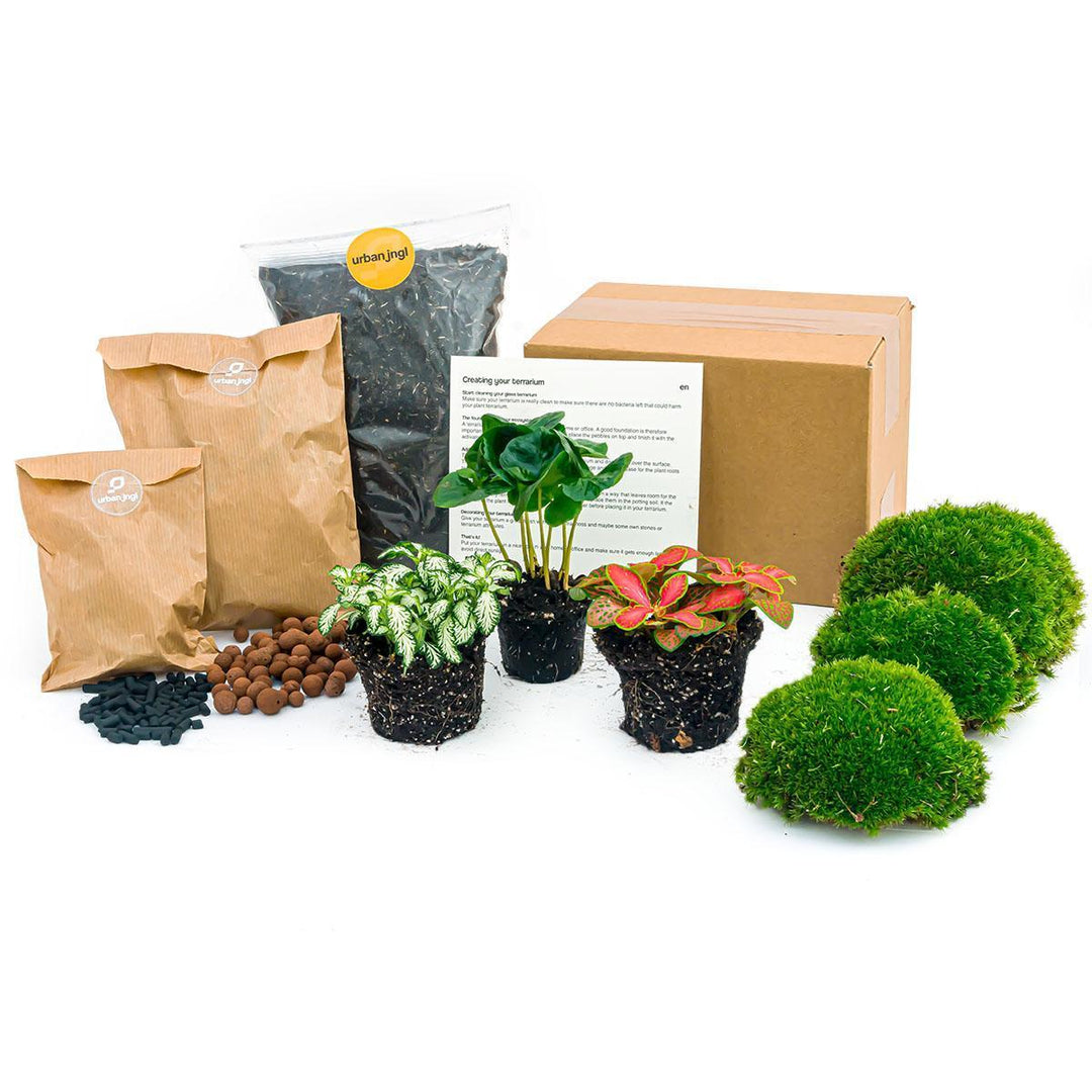 Terrarium pakket Coffea Arabica-Plant-Botanicly