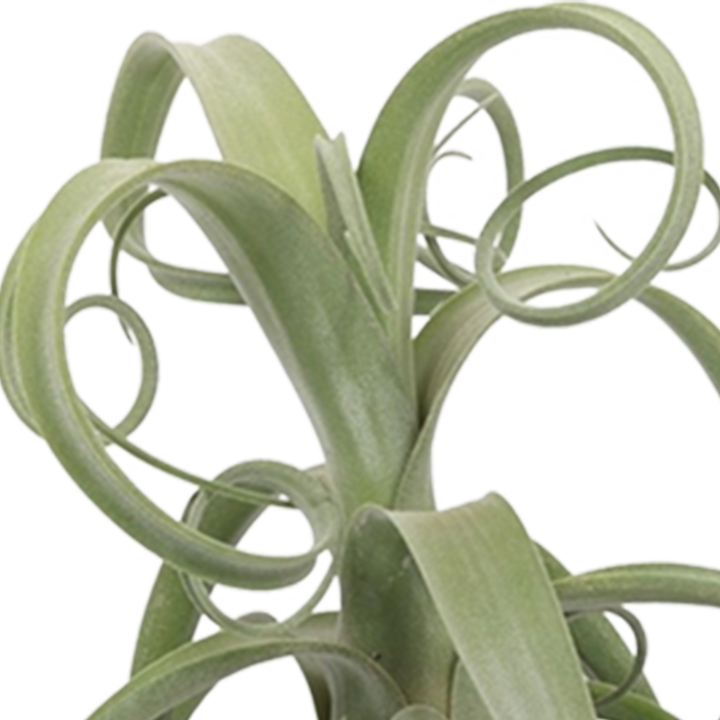 Tillandsie (Tillandsia Curly Slim) - Nachhaltige Zimmerpflanzen kaufen Botanicly Foto 5