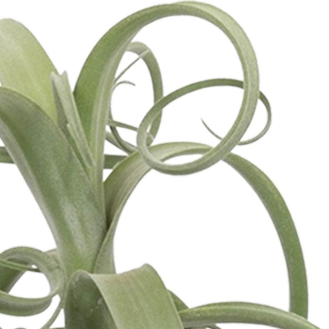 Tillandsie (Tillandsia Curly Slim) - Nachhaltige Zimmerpflanzen kaufen Botanicly Foto 6