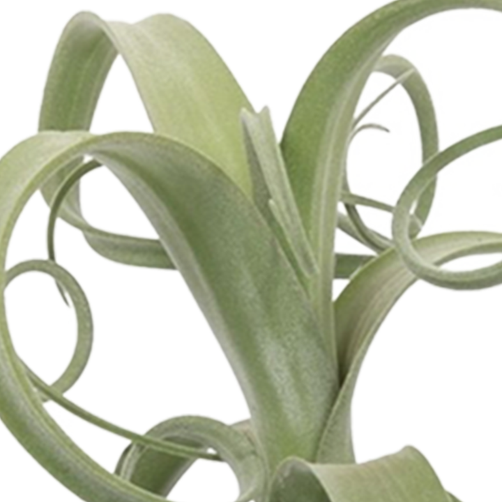 Tillandsie (Tillandsia Curly Slim) - Nachhaltige Zimmerpflanzen kaufen Botanicly Foto 7