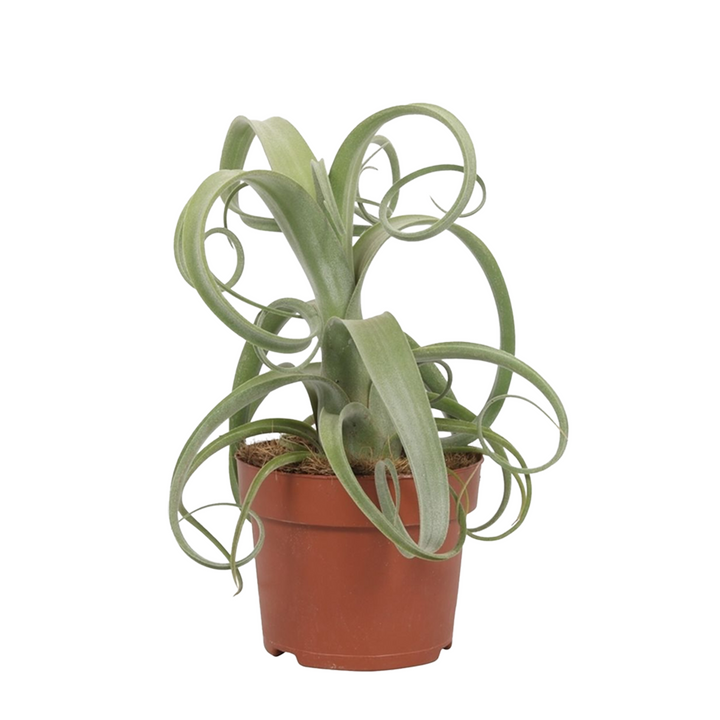 Tillandsie (Tillandsia Curly Slim) - Nachhaltige Zimmerpflanzen kaufen Botanicly Foto 1