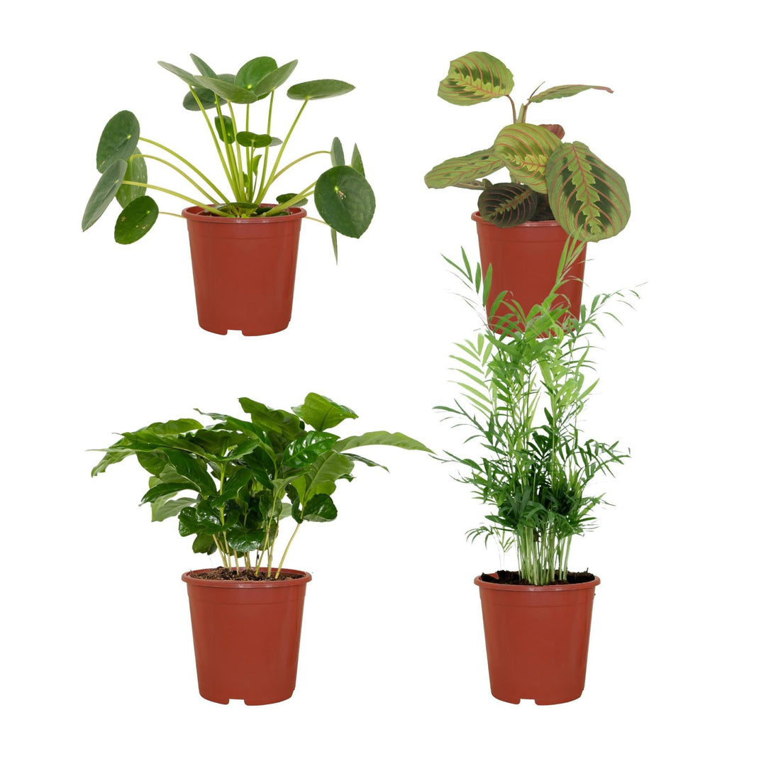 Tierfreundlicher Pflanzenkasten - 4 Zimmerpflanzen - Verschiedene Höhen - Ø12-Plant-Botanicly