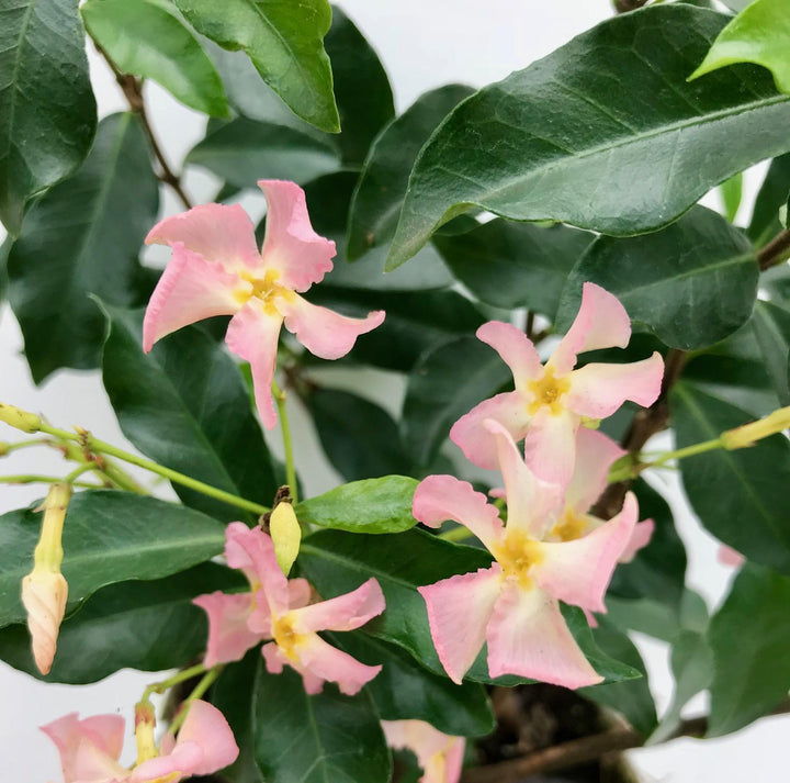Trachelospermum 'Star of Ibiza' - ↨65cm - Ø15-Plant-Botanicly