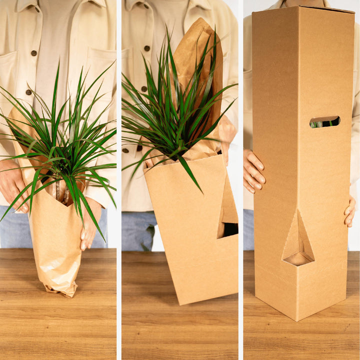 Überraschungsbox - 5 verschiedene Zimmerpflanzen - 10-25 cm - ø12-Plant-Botanicly