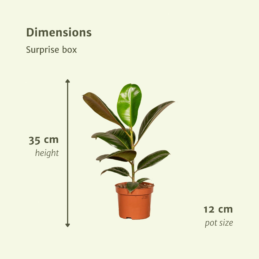Überraschungsbox - 6 verschiedene Zimmerpflanzen - 10-25 cm - Ø12-Plant-Botanicly