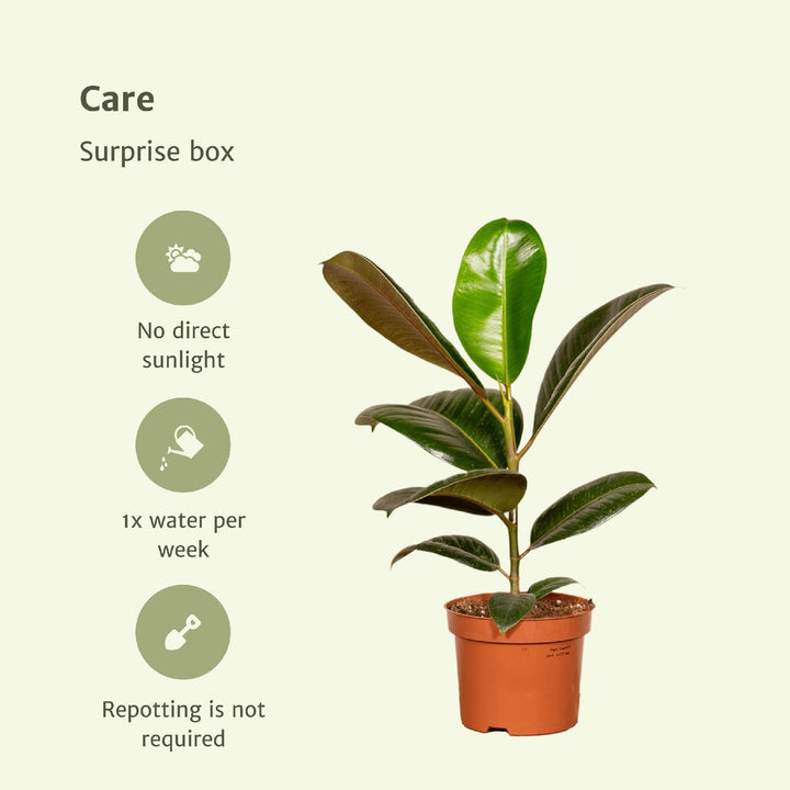 Überraschungsbox - 6 verschiedene Zimmerpflanzen - 10-25 cm - Ø12-Plant-Botanicly