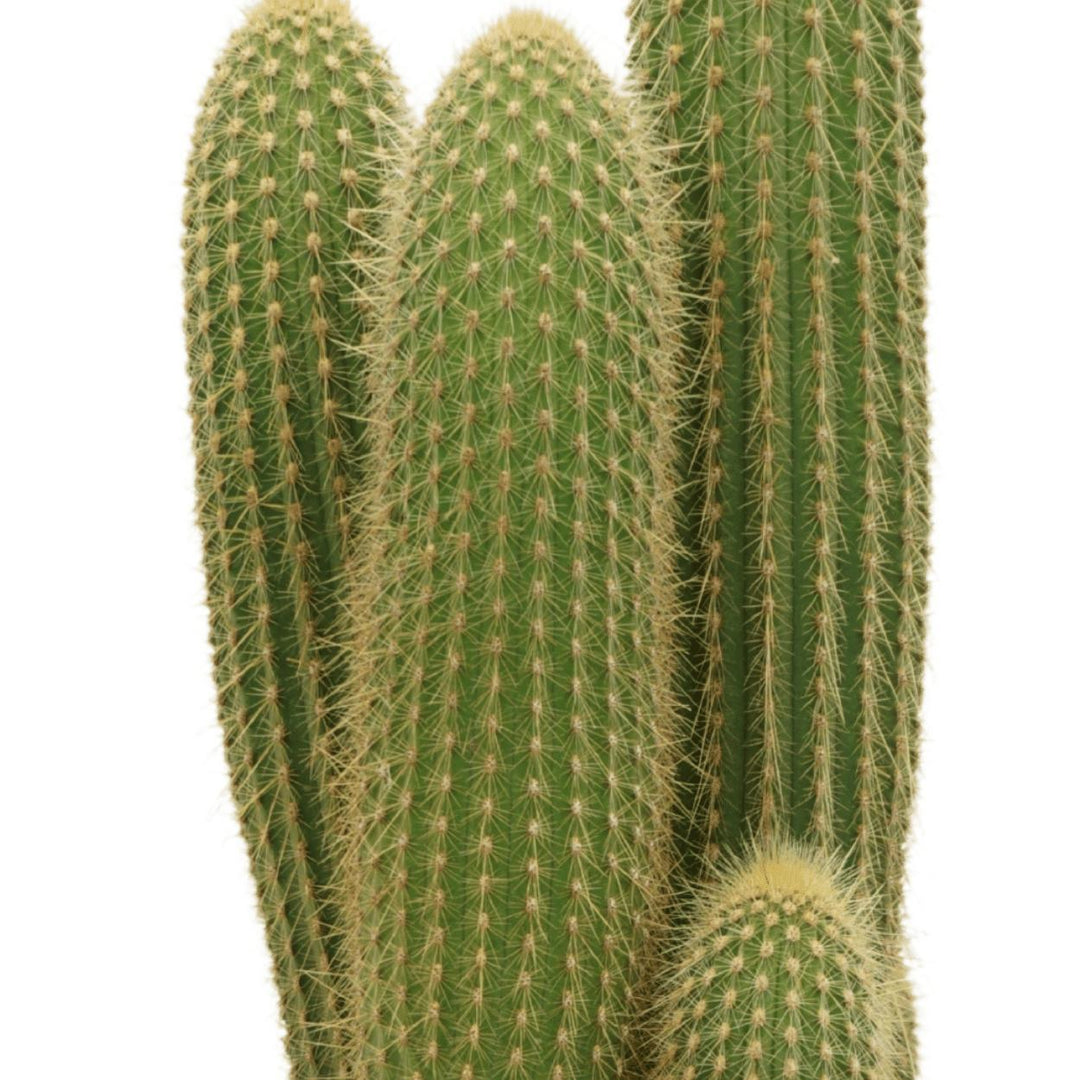 Vatricania Guentheri - Kaktus - 55cm - Ø21
