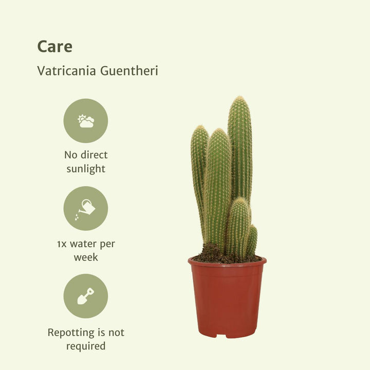 Vatricania Guentheri - Kaktus - 55cm - Ø21-Plant-Botanicly