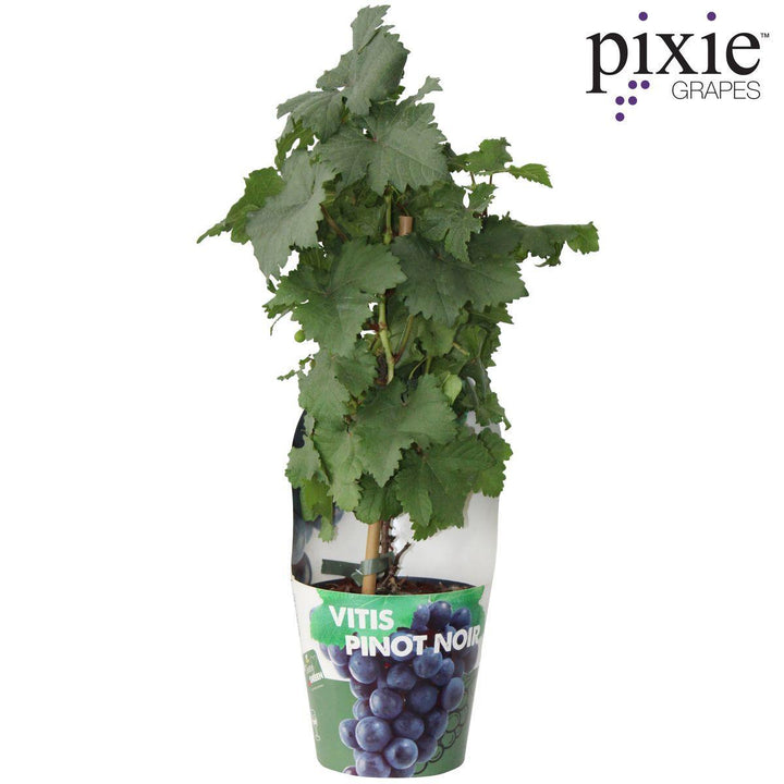 Vitis Pixie 'Pinot Noir' - ↨30cm - Ø14-Plant-Botanicly
