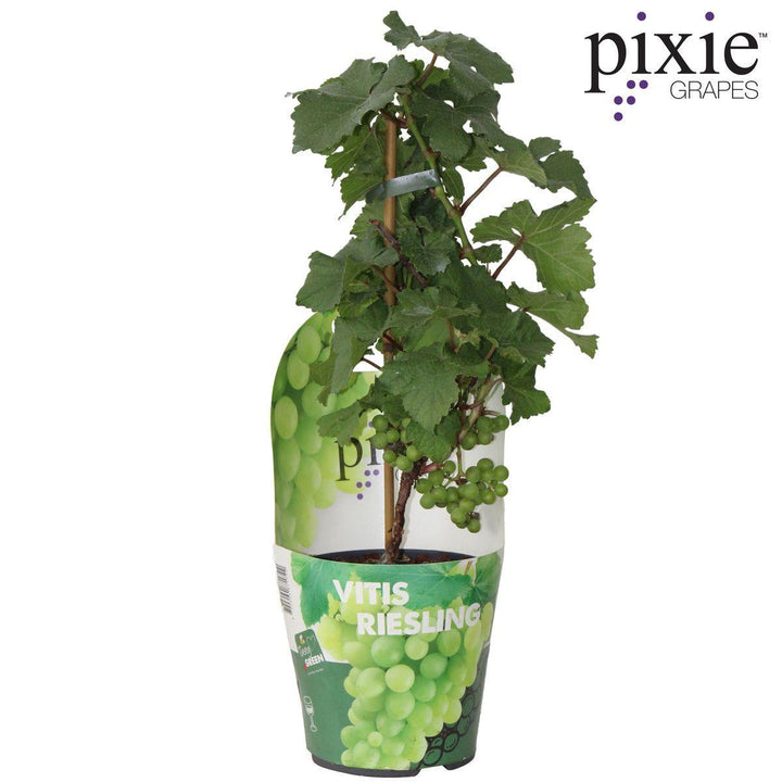 Vitis Pixie 'Riesling' - ↨30cm - Ø14-Plant-Botanicly