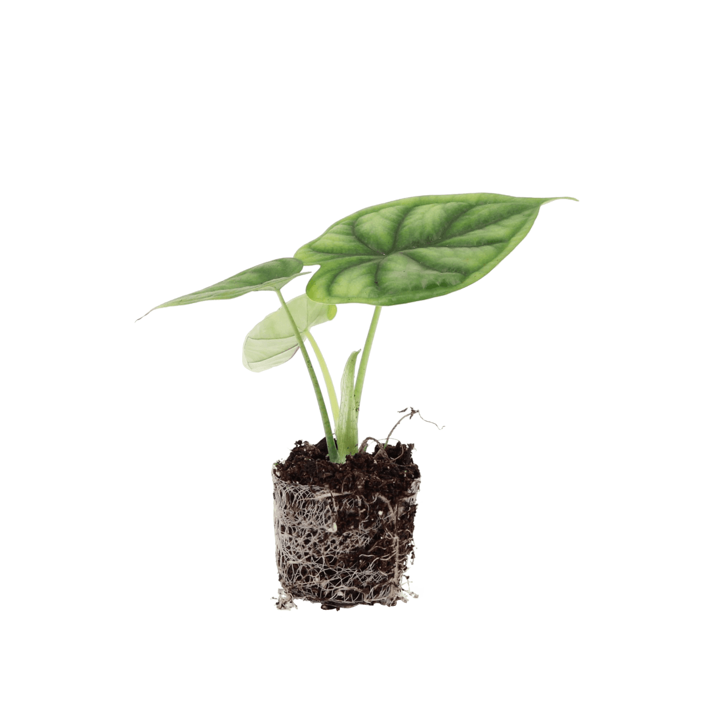 Wicked Weirdo Kid (Alocasia Dragon Scale stekje ) - Nachhaltige Zimmerpflanzen kaufen Botanicly Foto 1