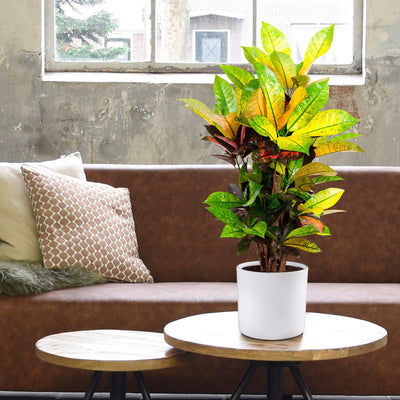 Wunderstrauch (Codiaeum variegatum Iceton) - Nachhaltige Zimmerpflanzen kaufen Botanicly Foto 2