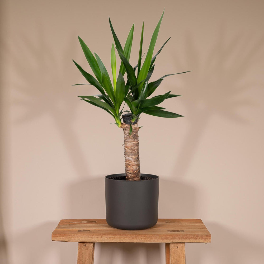 Yucca Elephantipes - Palmlilie - 65cm - Ø14-Plant-Botanicly