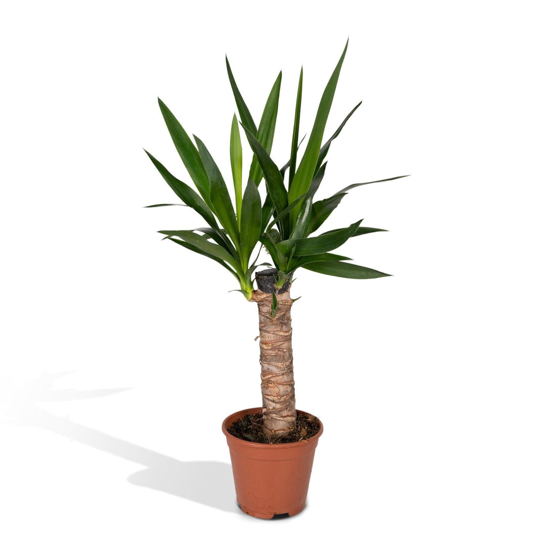 Yucca Elephantipes - Palmlilie - 65cm - Ø14-Plant-Botanicly