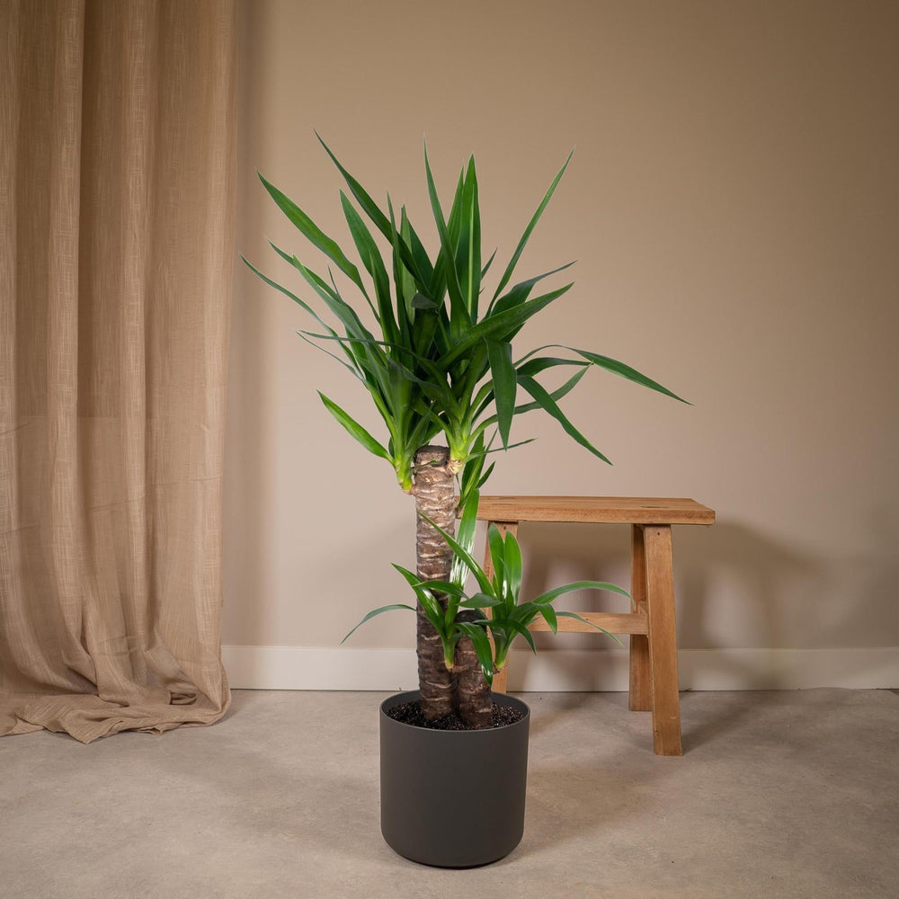 Yucca Elephantipes - Palmlilie - 85cm - Ø17-Plant-Botanicly