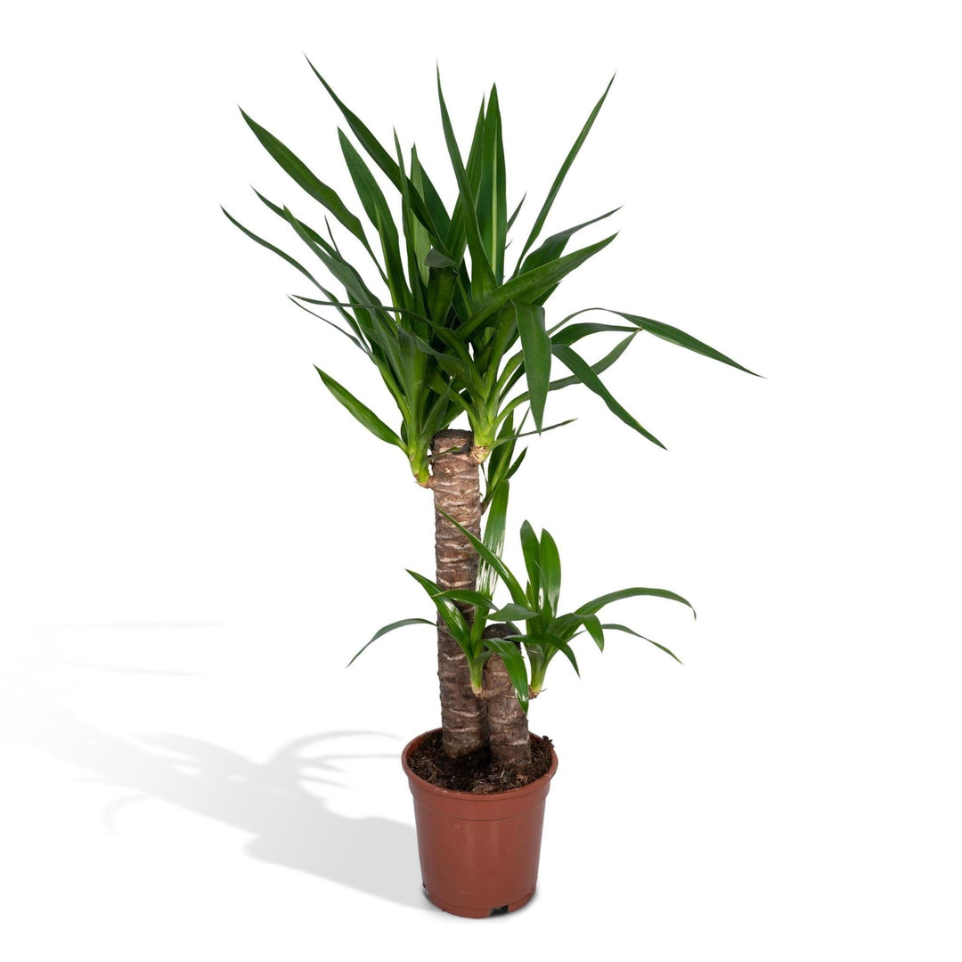 Yucca Elephantipes - Palmlilie - 85cm - Ø17-Plant-Botanicly