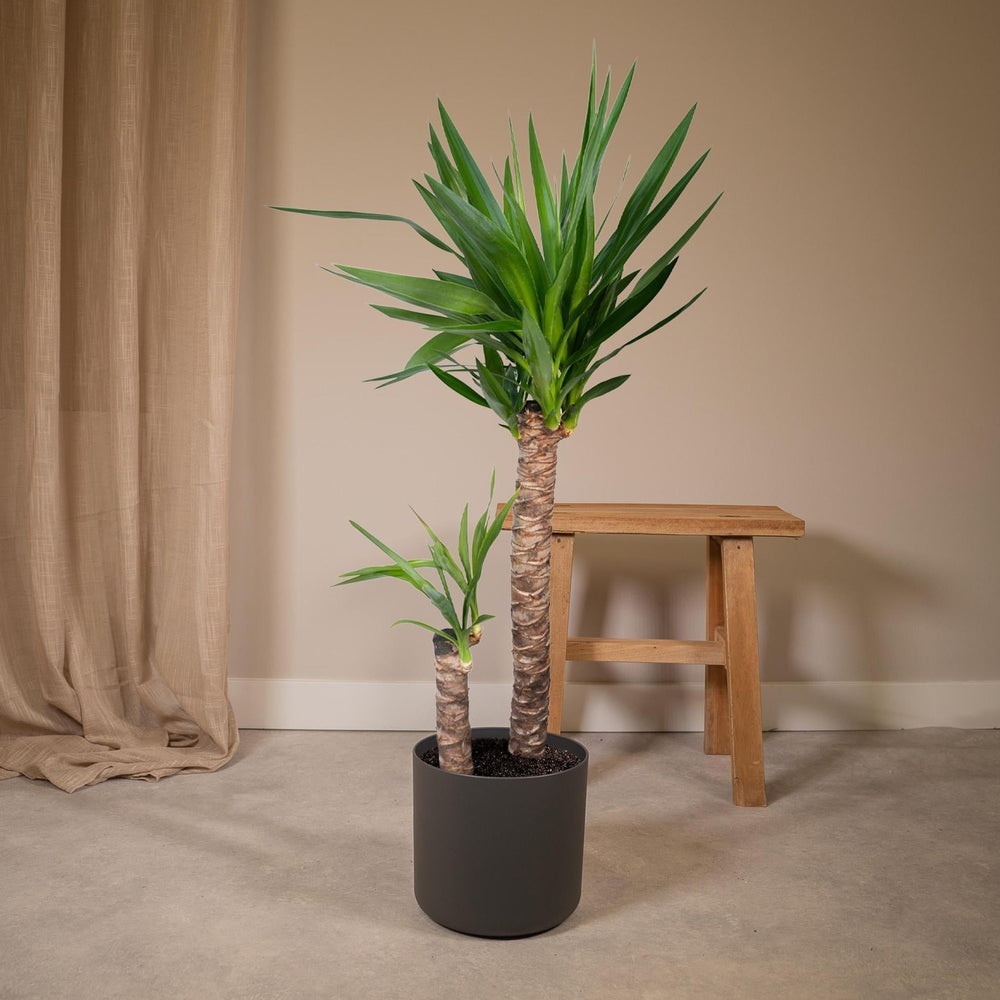 Yucca Elephantipes - Palmlilie - 95cm - Ø21-Plant-Botanicly