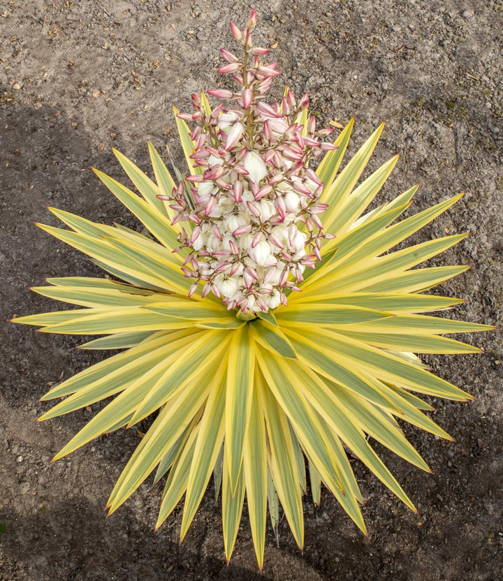 Yucca glor. 'Bright Star' - ↨20cm - Ø13cm-Plant-Botanicly