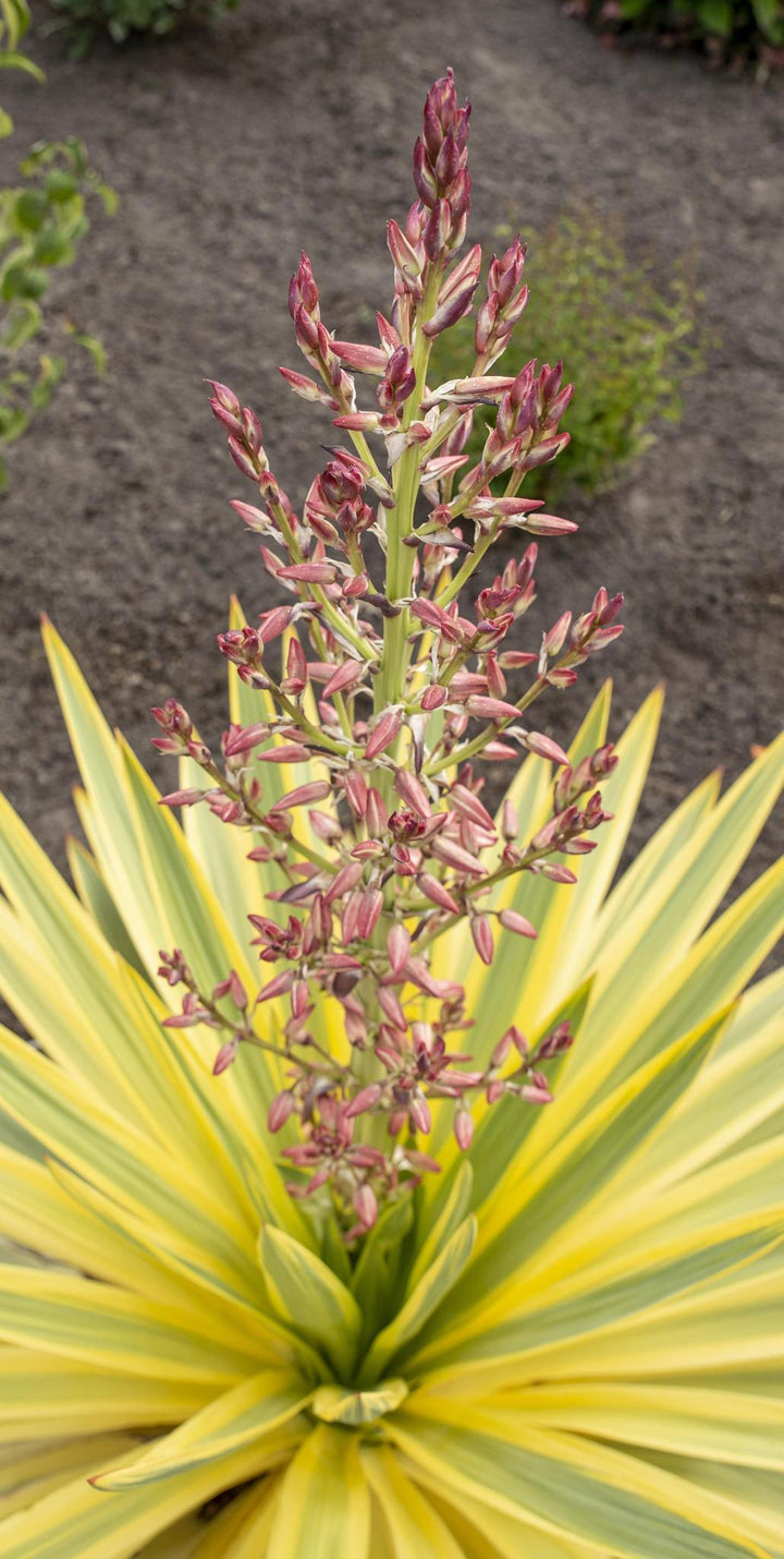 Yucca glor. 'Bright Star' - ↨20cm - Ø13cm-Plant-Botanicly