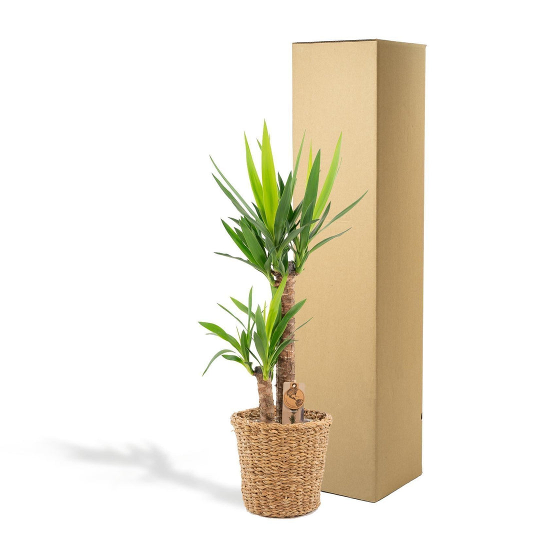 Yucca mit Korb - ↨100cm - Ø21cm-Plant-Botanicly