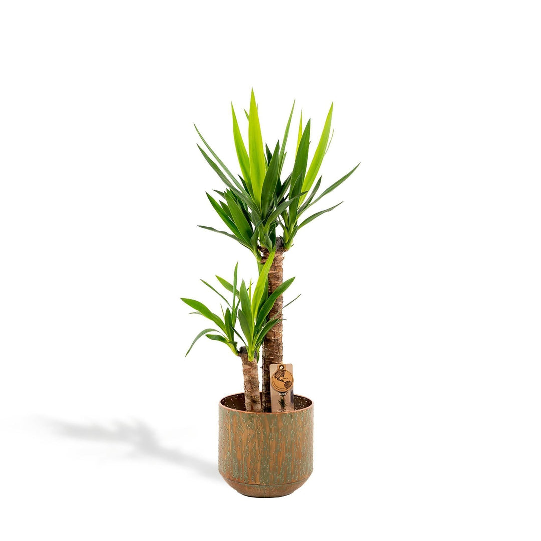 Yucca mit Topf - ↨100cm - Ø21cm-Plant-Botanicly
