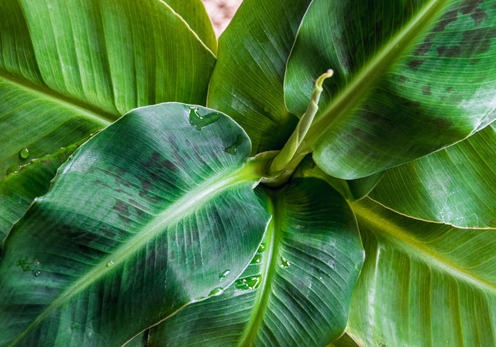 Zwerg-Essbanane (Musa Dwarf Cavendish) - Nachhaltige Zimmerpflanzen kaufen Botanicly Foto 3