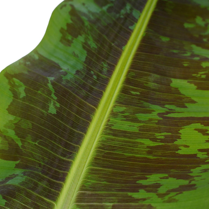 Zwerg-Essbanane (Musa Dwarf Cavendish) - Nachhaltige Zimmerpflanzen kaufen Botanicly Foto 4