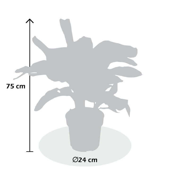 Zwerg-Essbanane (Musa Dwarf Cavendish) - Nachhaltige Zimmerpflanzen kaufen Botanicly Foto 7