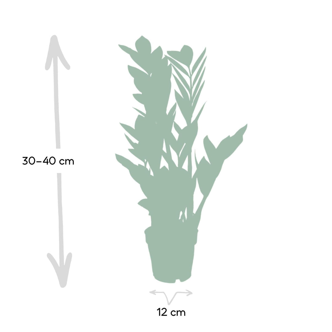 Zamioculcas Zamiifolia - 40cm - ø12-Plant-Botanicly