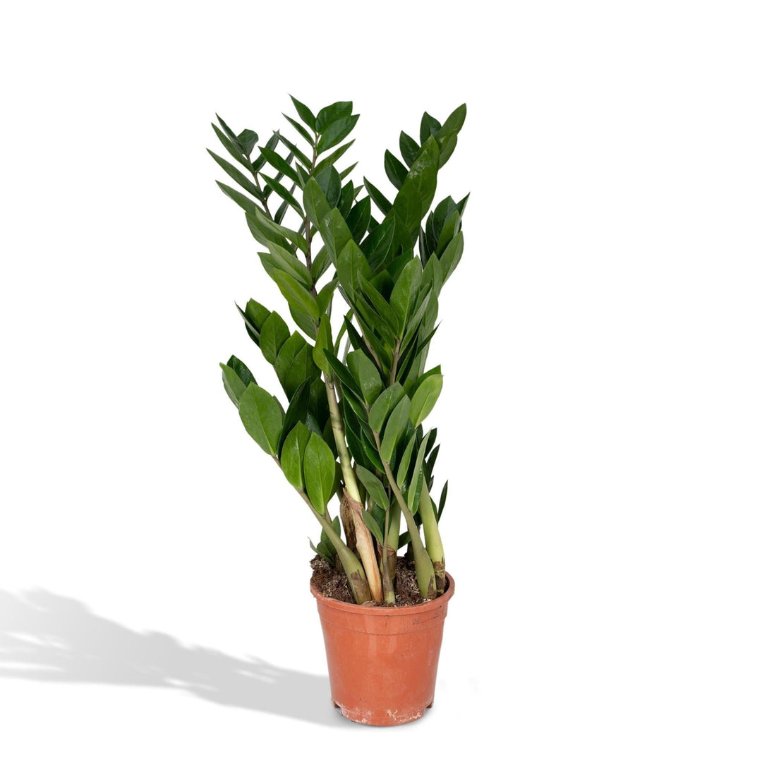Zamioculcas Zamiifolia - Smaragdpalme - 70cm - Ø17-Plant-Botanicly