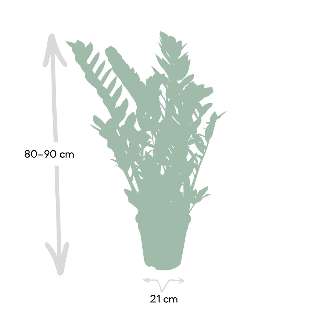 Zamioculcas Zamiifolia - Smaragdpalme - 80cm - Ø21-Plant-Botanicly