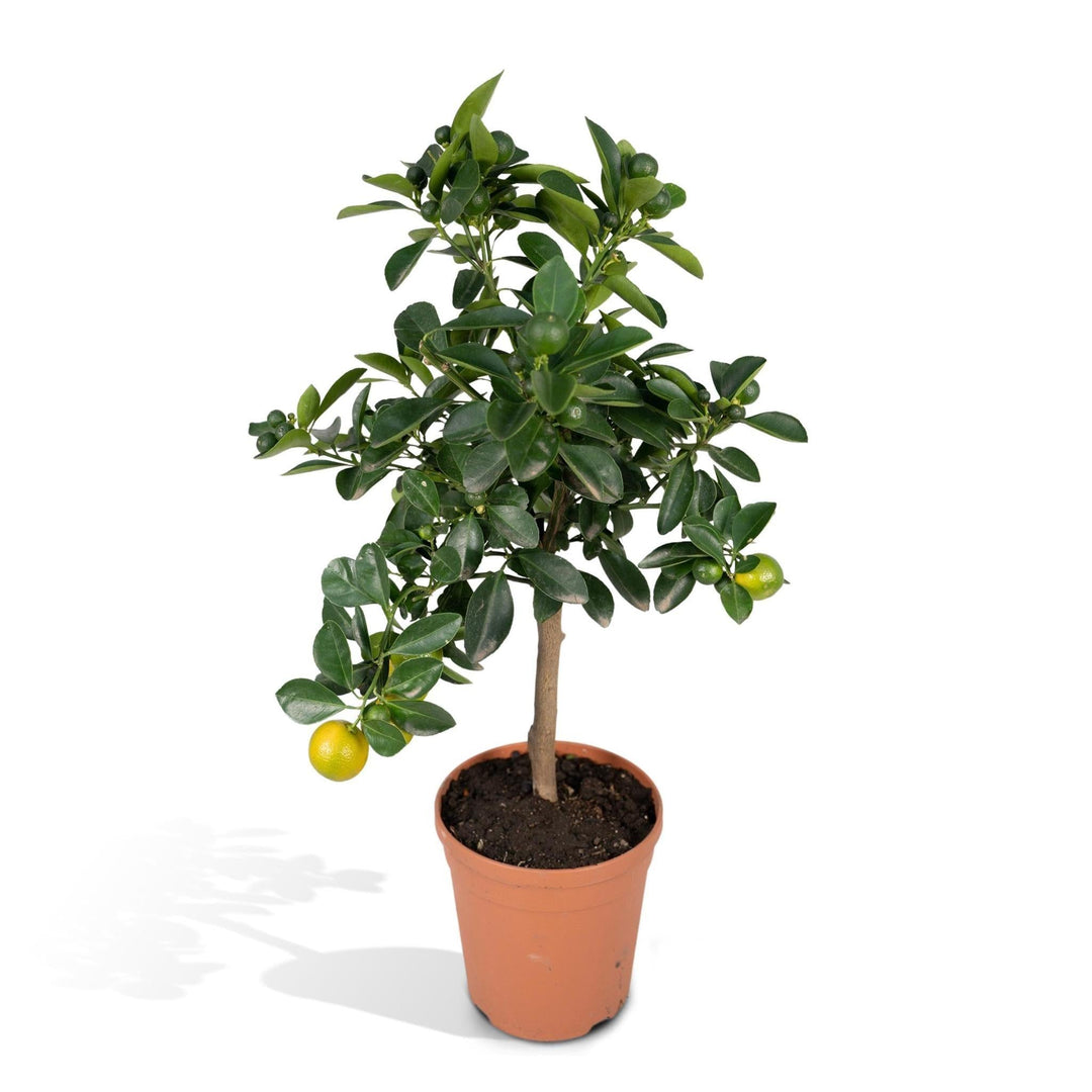 Zitrus-Calamondin - 40cm - Ø15-Plant-Botanicly
