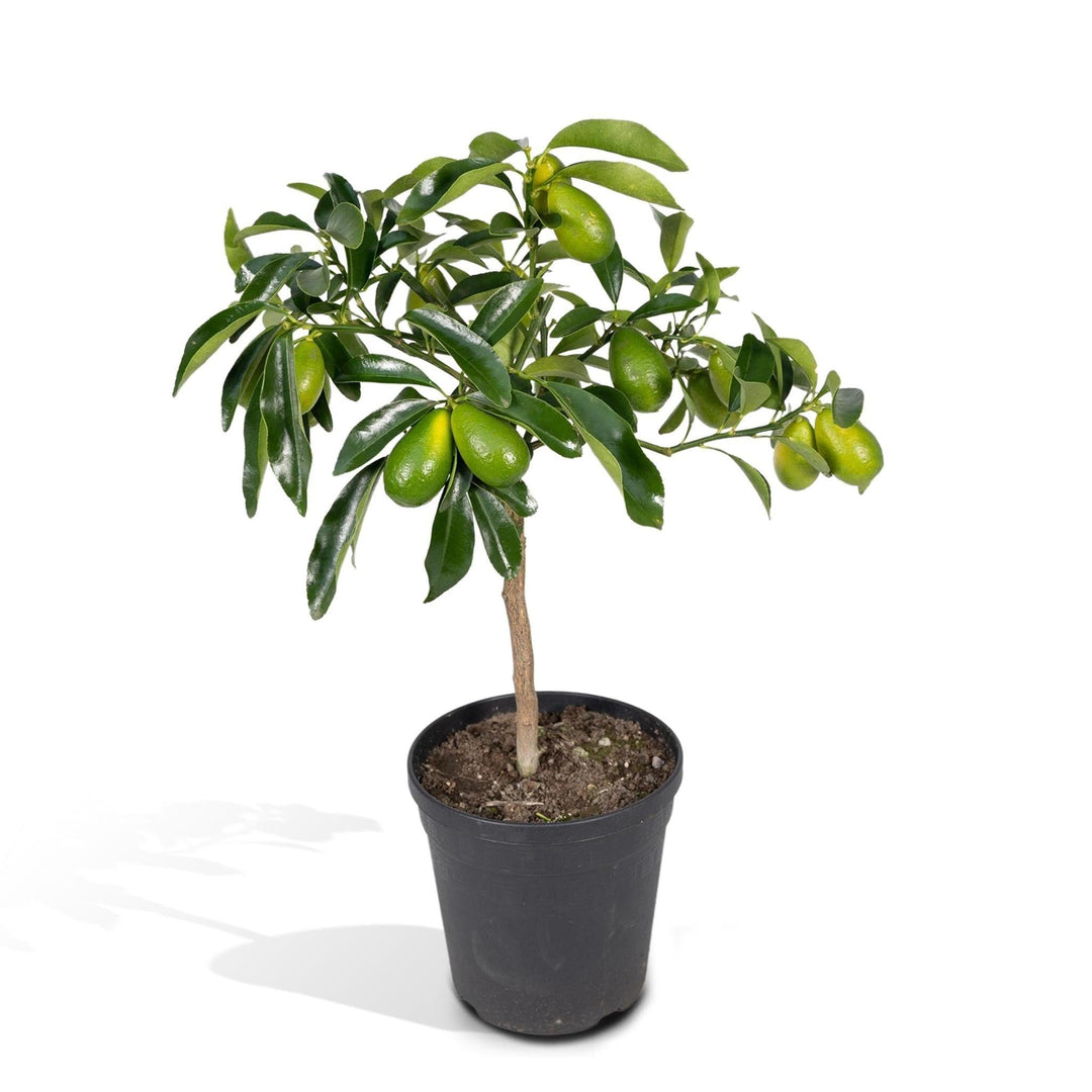 Zitrus-Kumquat - 45cm - Ø15-Plant-Botanicly