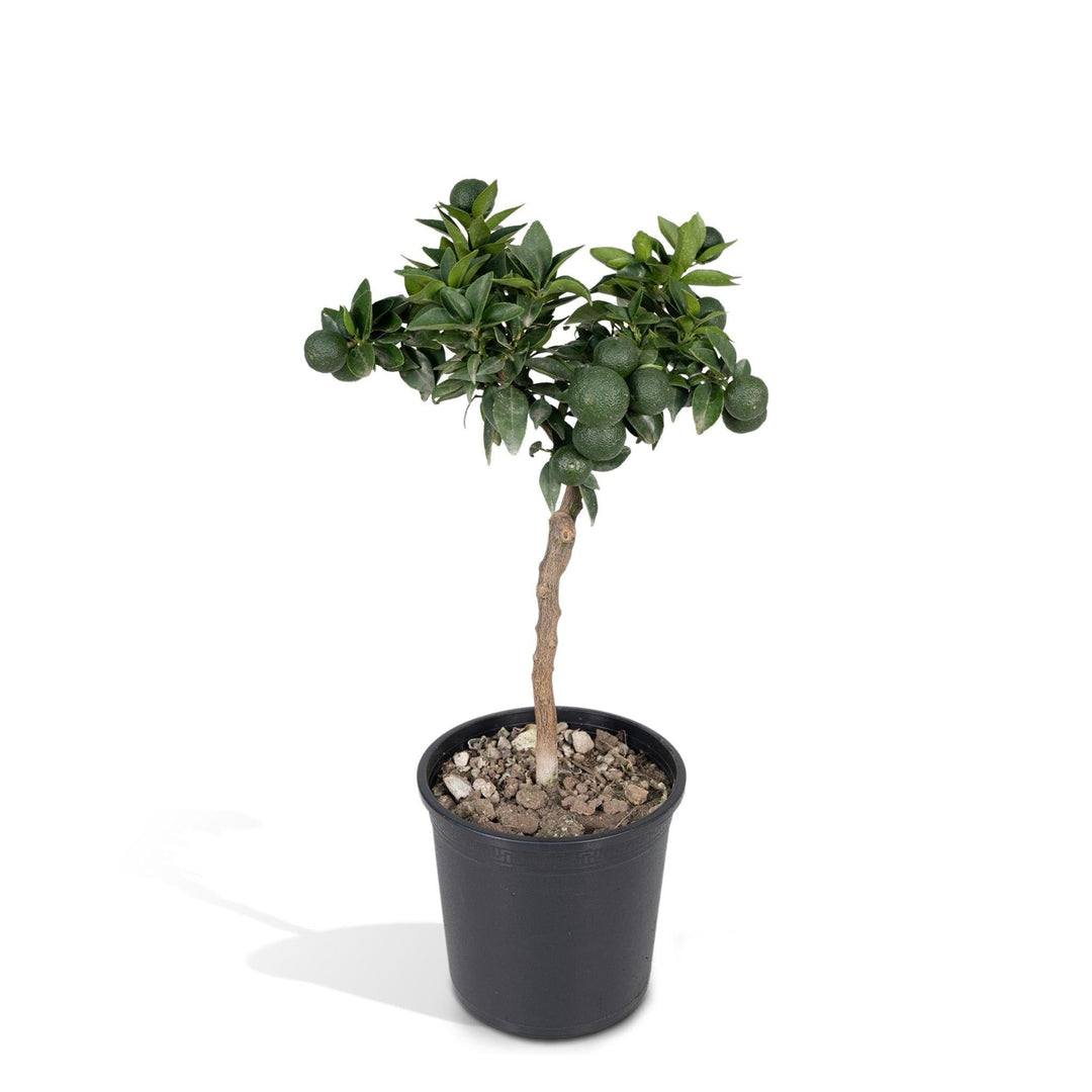 Zitrus-Mandarine - 45cm - Ø15-Plant-Botanicly
