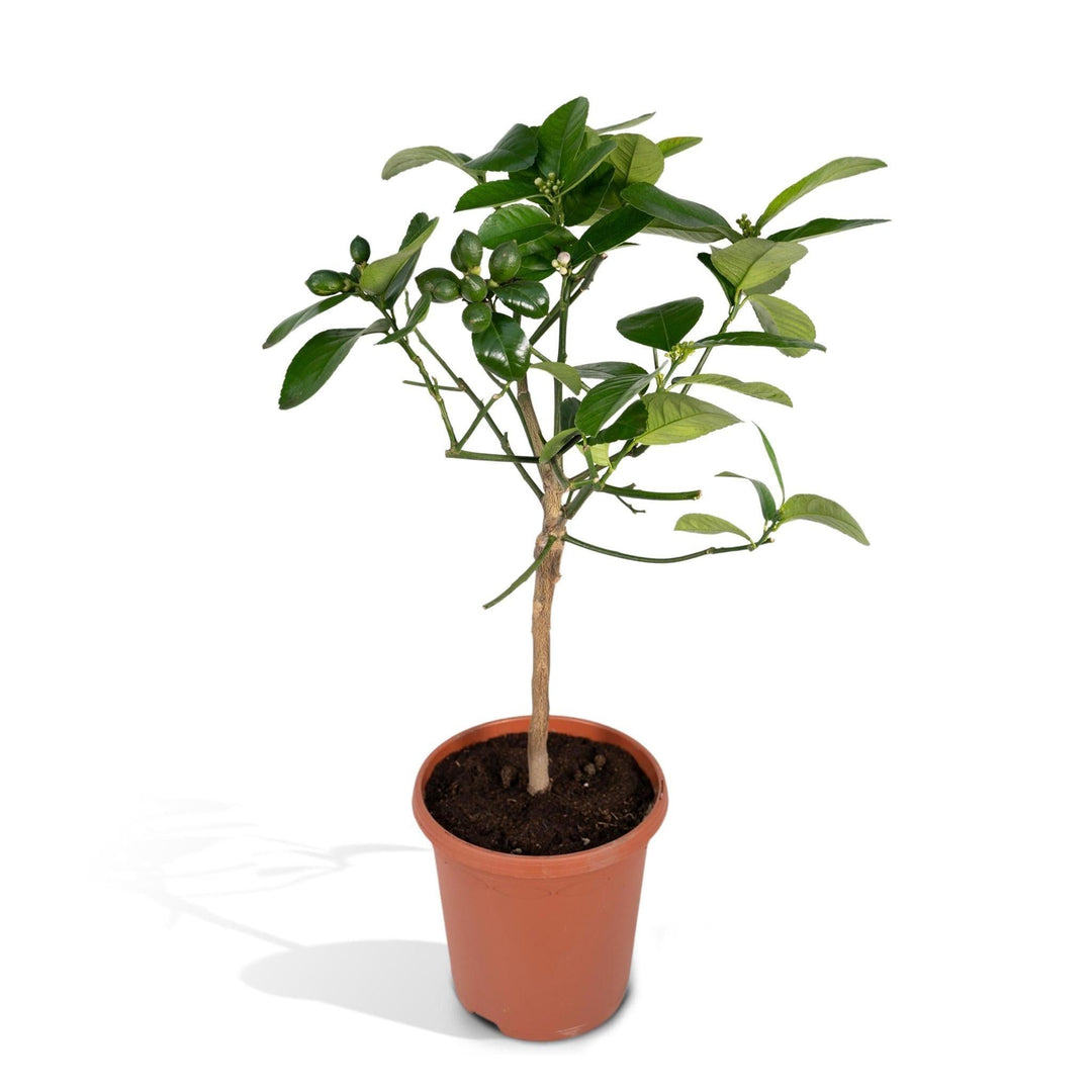 Zitruslimette - 60cm - Ø19-Plant-Botanicly